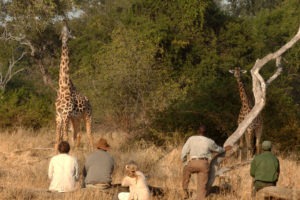 zambia south luangwa walking safari giraffe close up