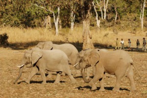 zambia south luangwa walking safari herd of elephant