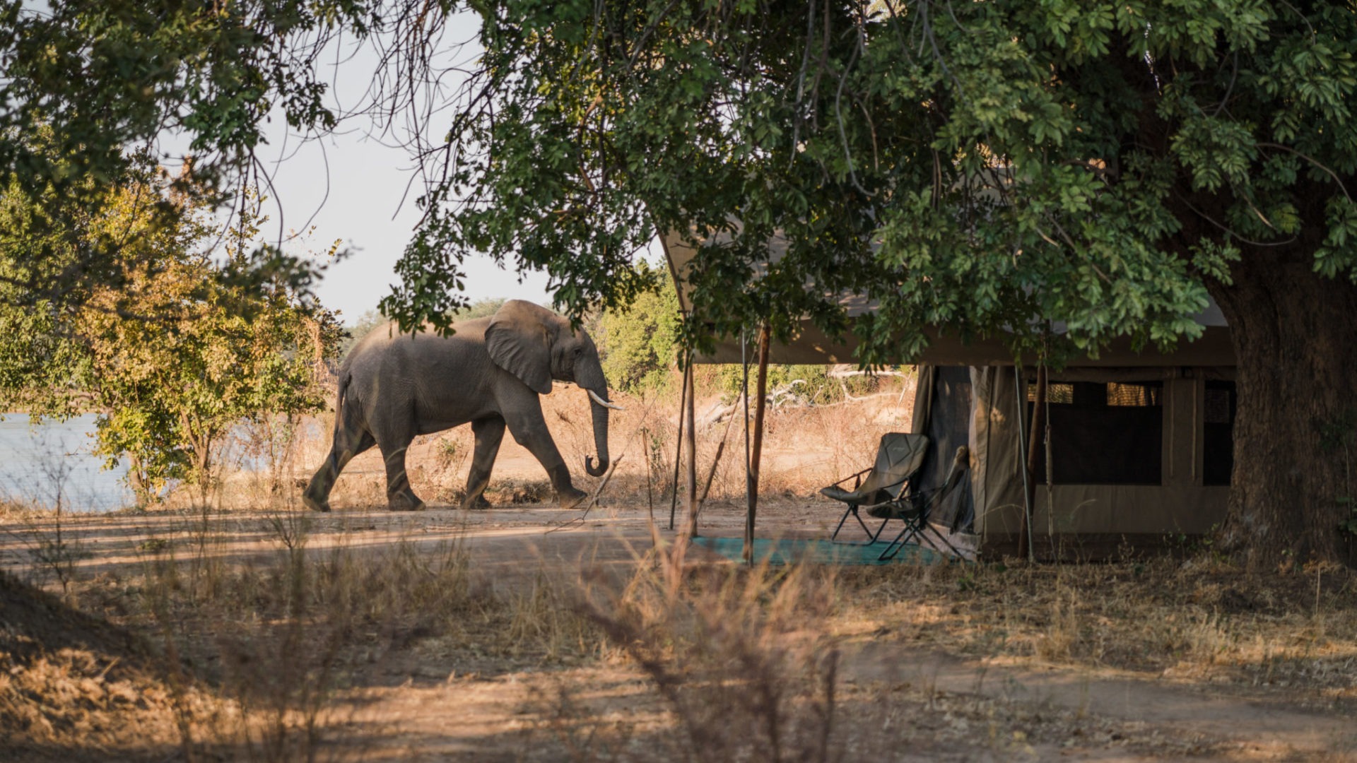 zimbabwe mana pools elephant in camp mobile safari