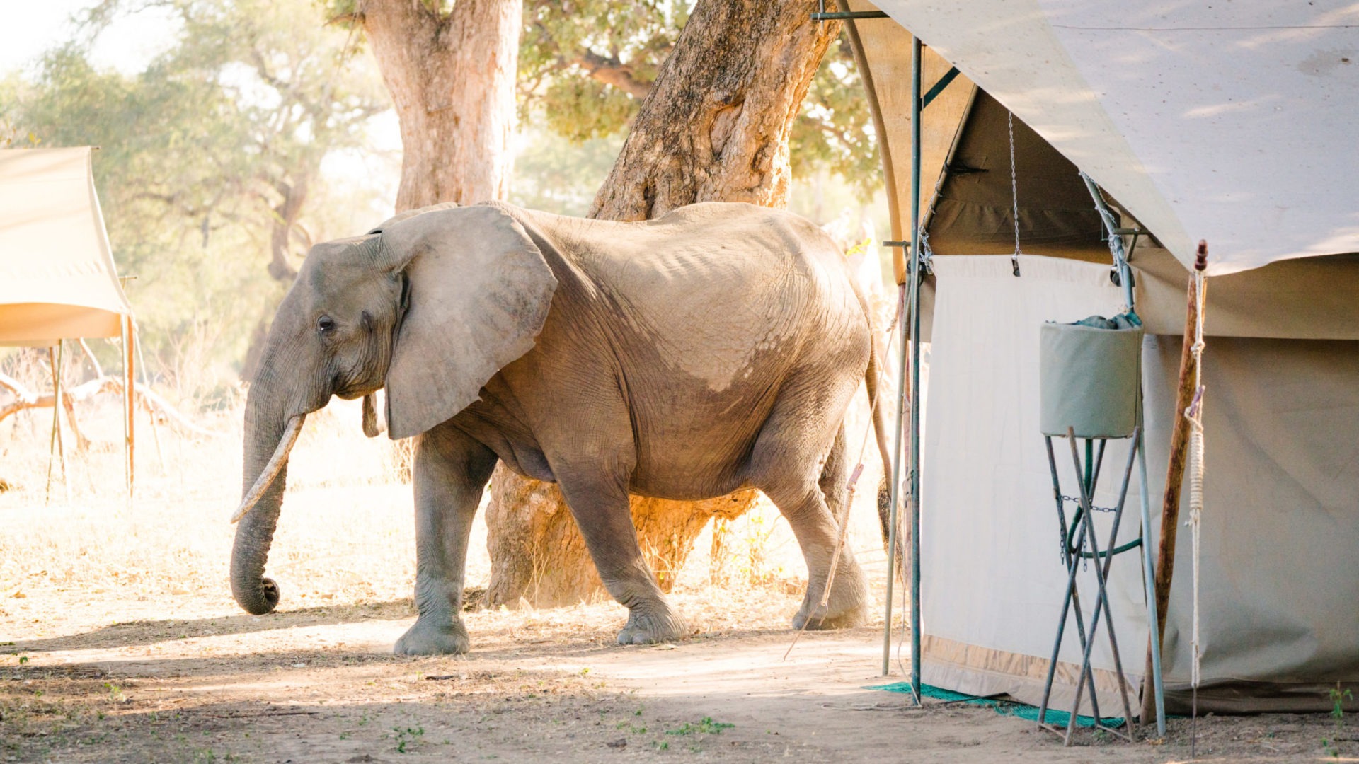zimbabwe mana pools elephants and camping