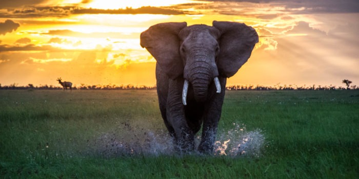 Encounter Mara Elephant sunset