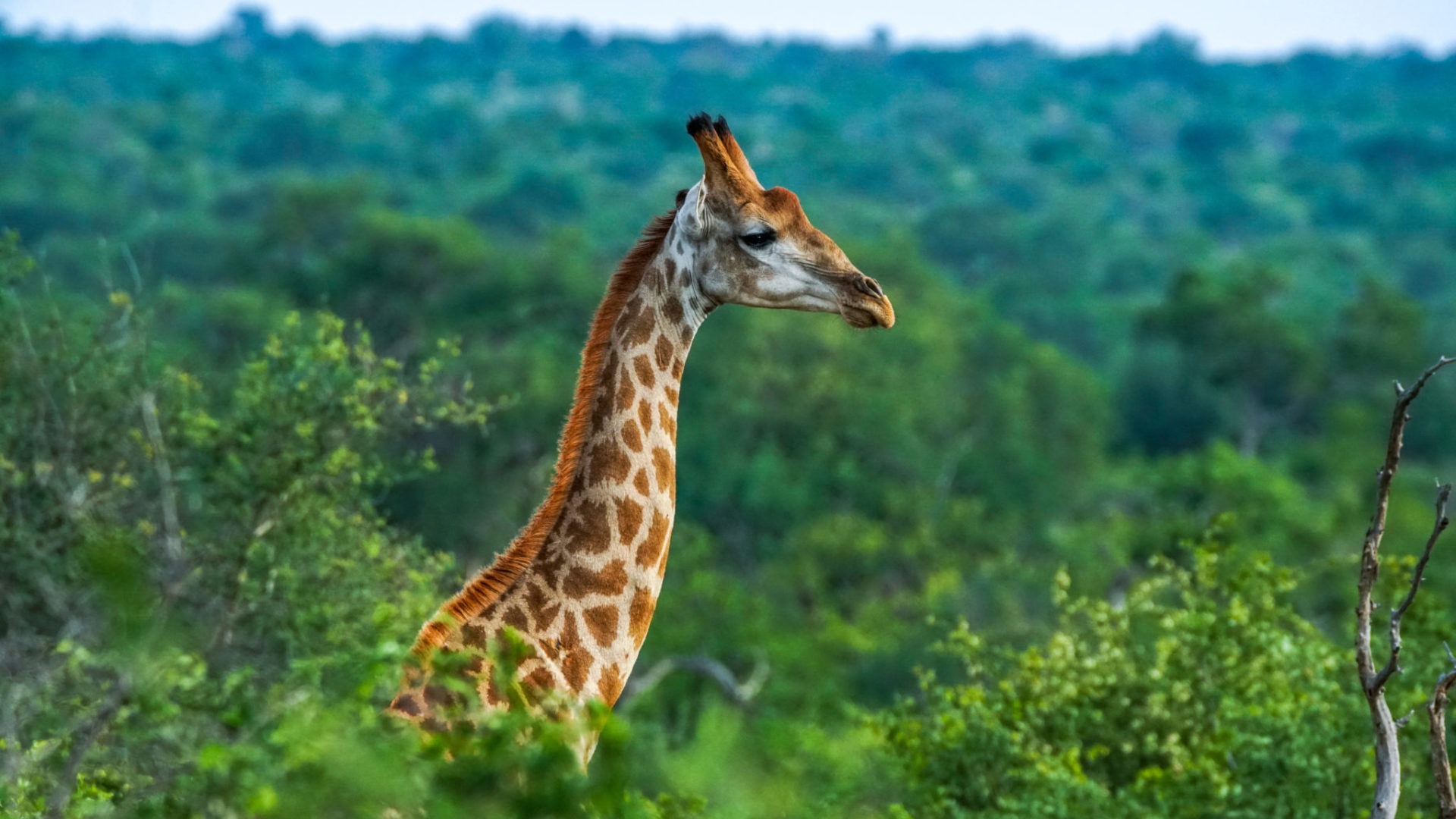giraffe timbavati safari