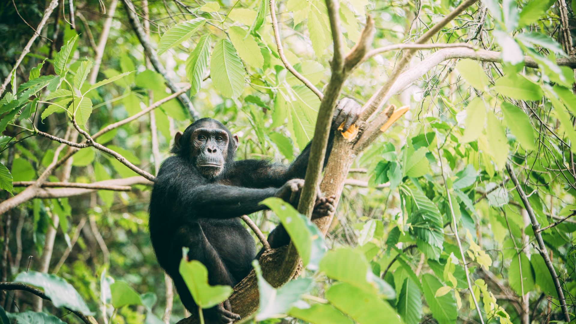 greystoke mahale chimp tree