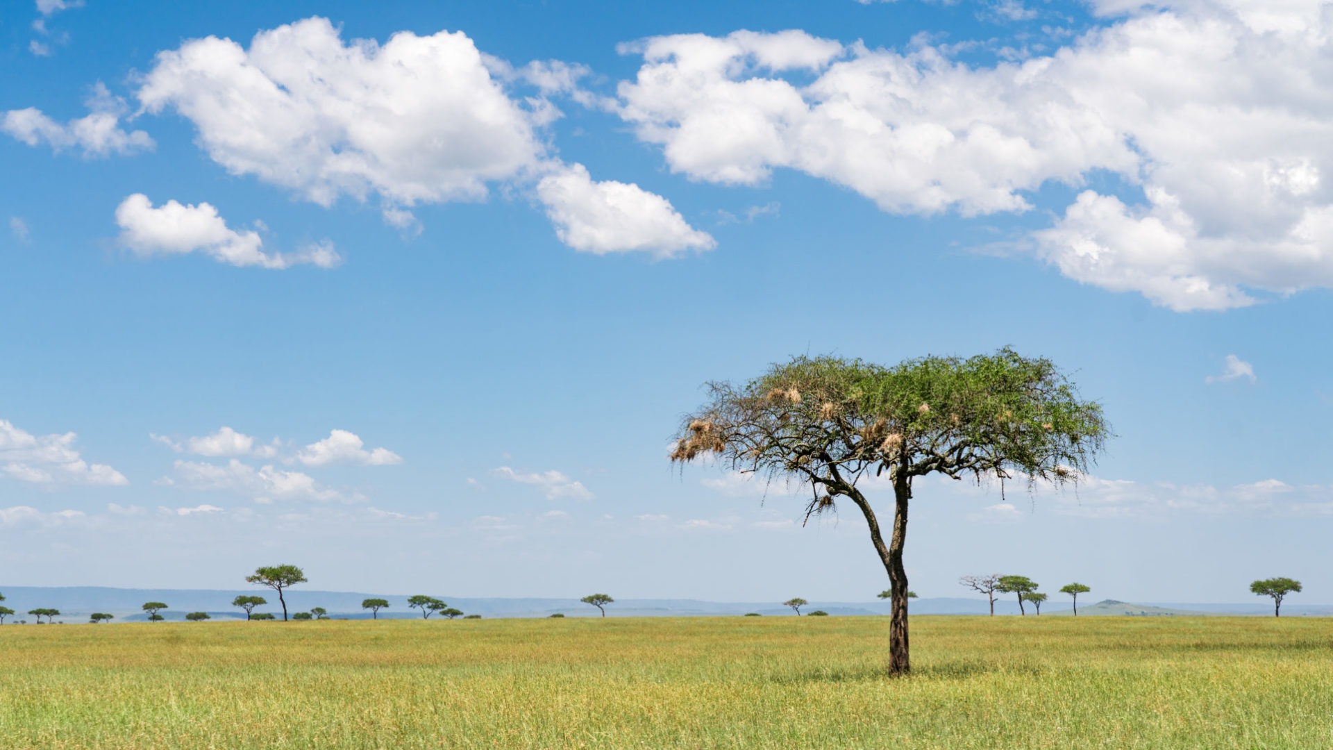 lamai serengeti landscape 1