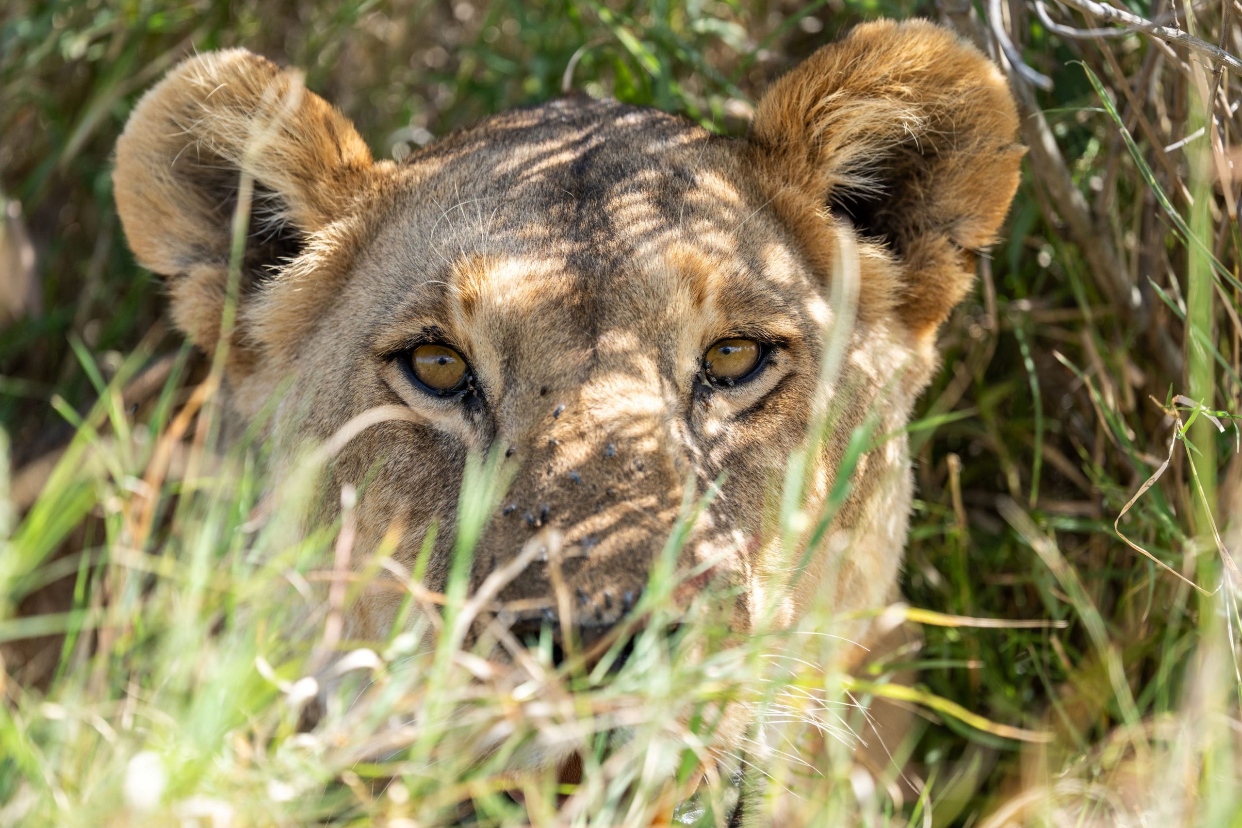 Tanzania Pembezoni Camp (11)
