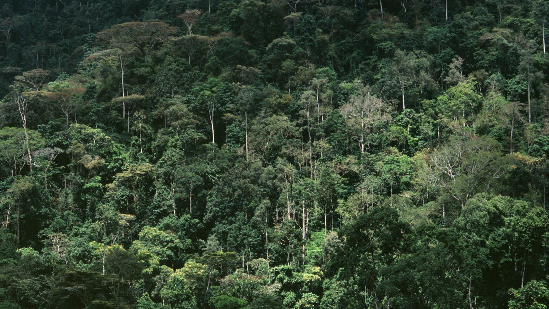 bwindi lodge uganda forest