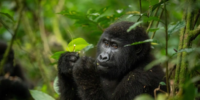 gorilla uganda primate trekking eating