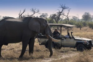 khwai tented camp botswana elephant