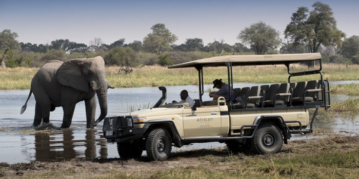 khwai tented camp botswana elephant vehicle