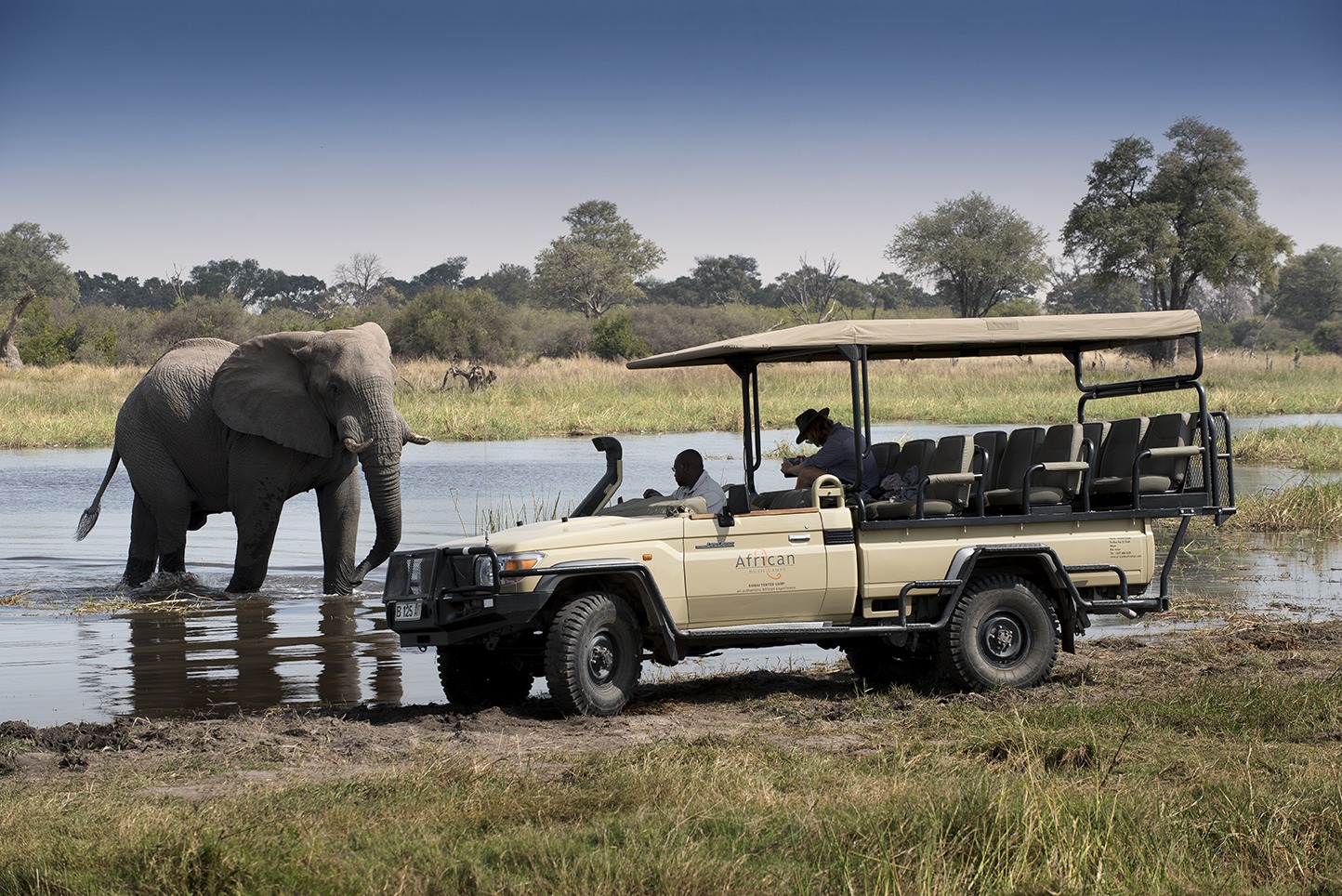 khwai tented camp botswana elephant vehicle