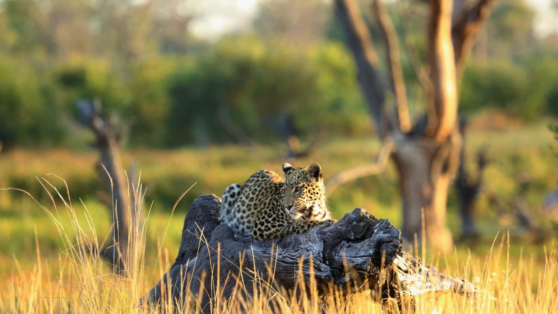 khwai tented camp botswana leopard