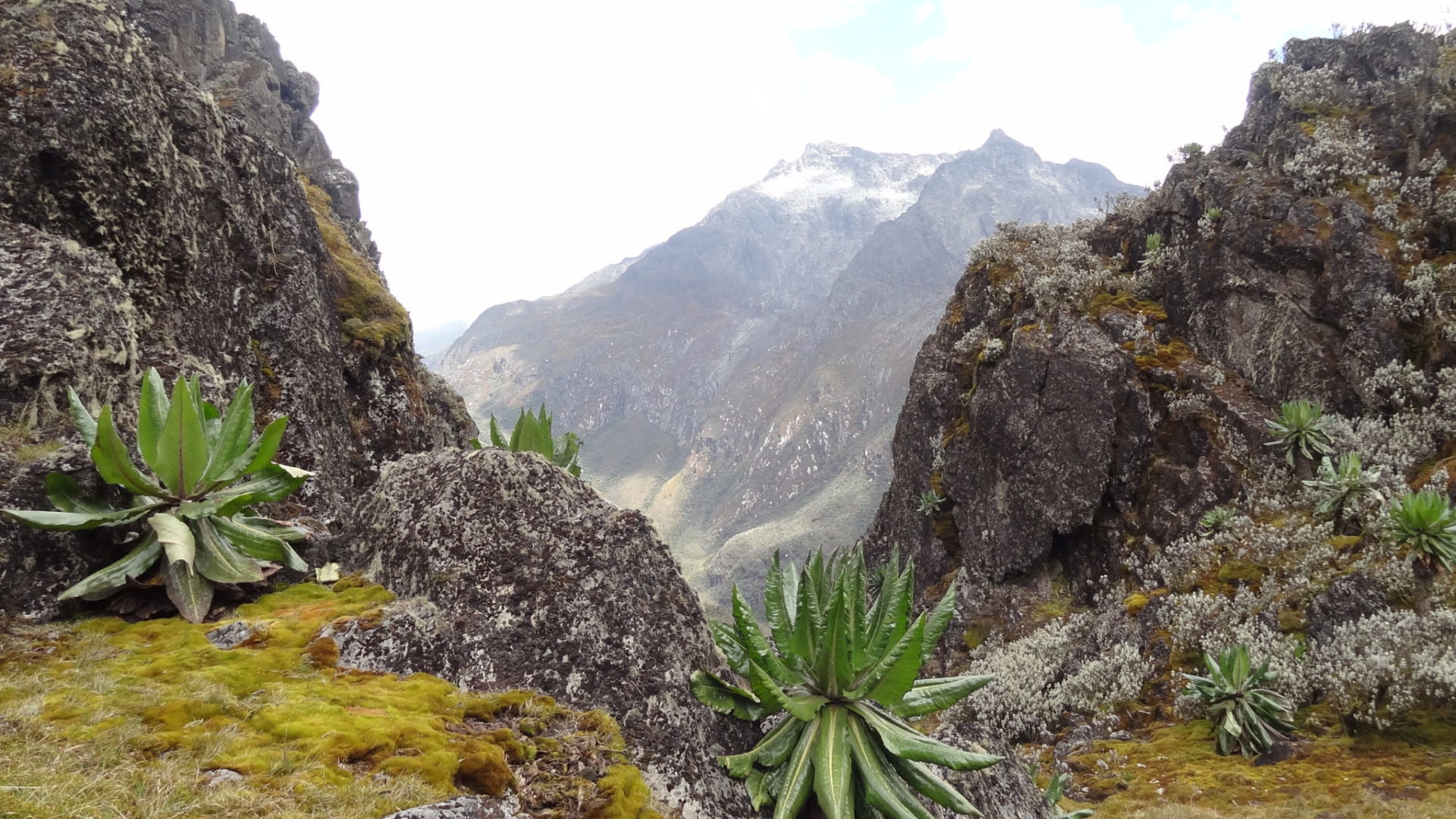rwenzori trekking uganda scott elliot pass 1