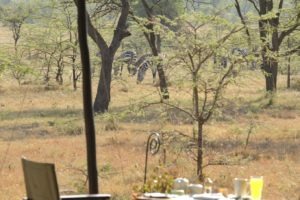 Kicheche Bush Camp Masai Mara