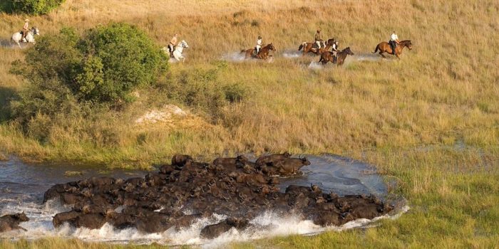 Okavango Delta Buffalo