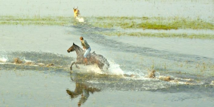 Okavango Delta Canter in Water 2