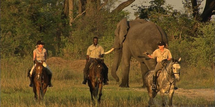 Okavango Delta Elephant
