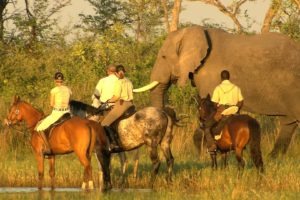 Okavango Delta Elephants