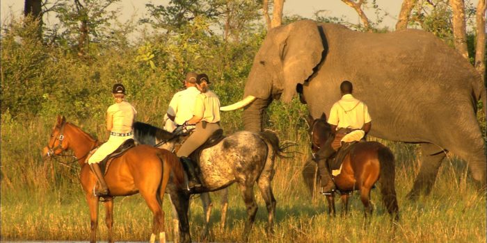 Okavango Delta Elephants