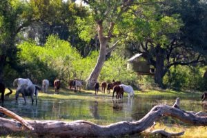 Okavango Delta Horses