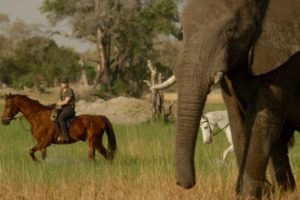 Okavango Delta Ride Elephant
