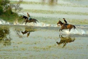 galopp in water okavango horse safari