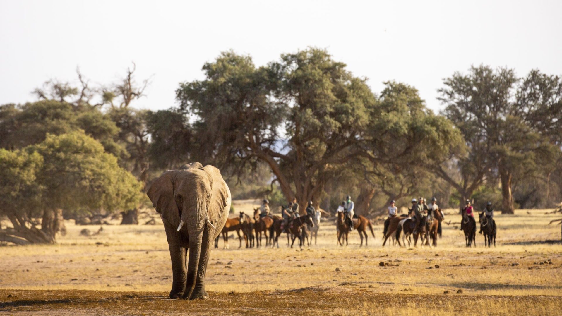 Cover picture Damara Elephant 1 1