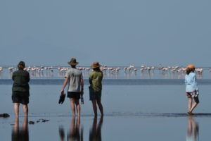 Natron Flamingo Ride 59