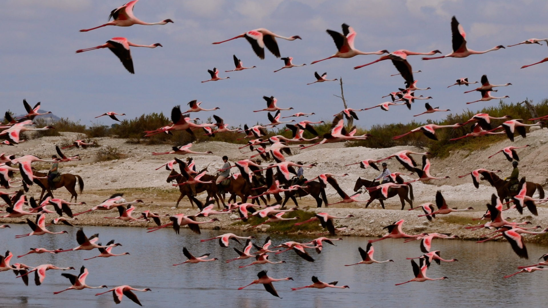Natron Flamingo Ride Flamingos