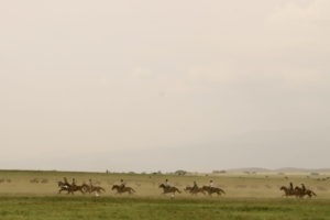 Natron Flamingo Ride galopp