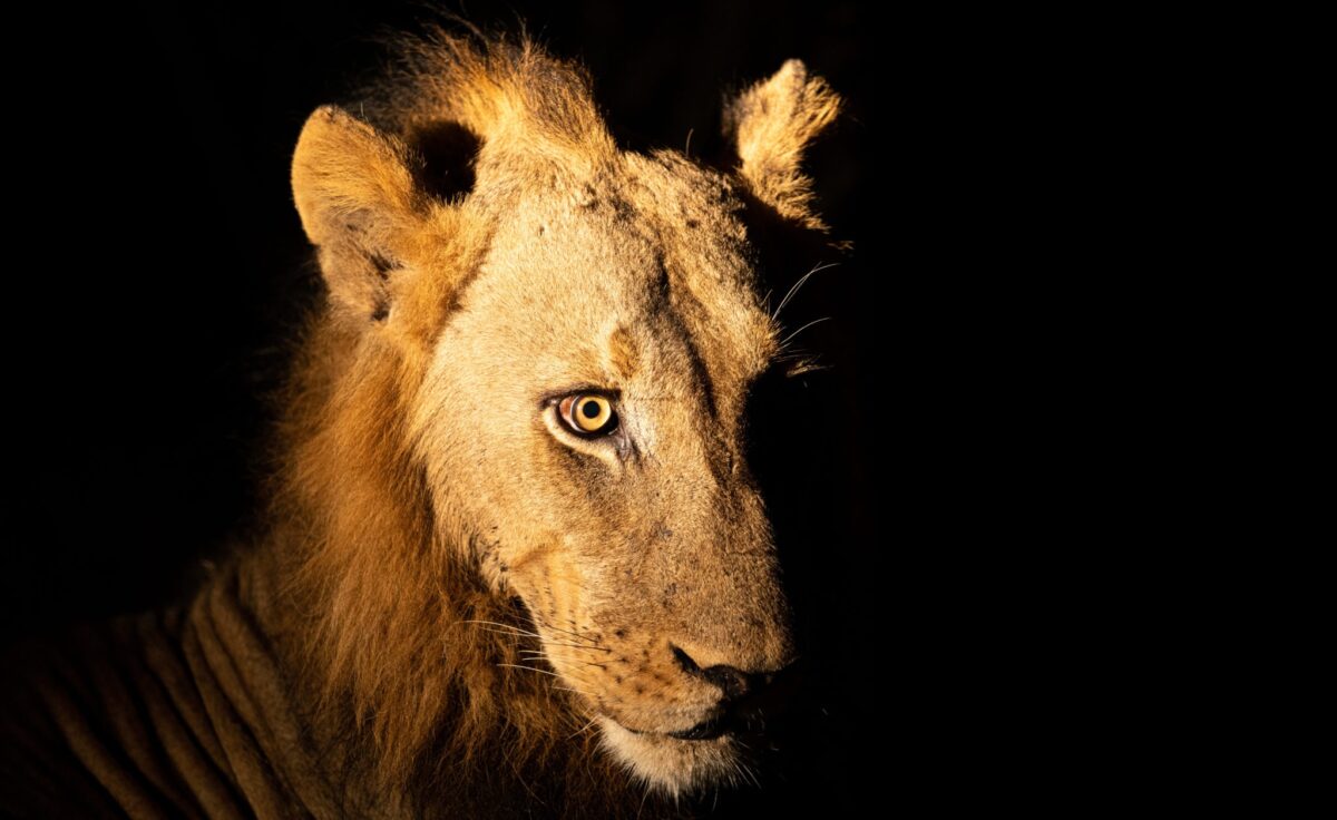 lion night drive luangwa zambia
