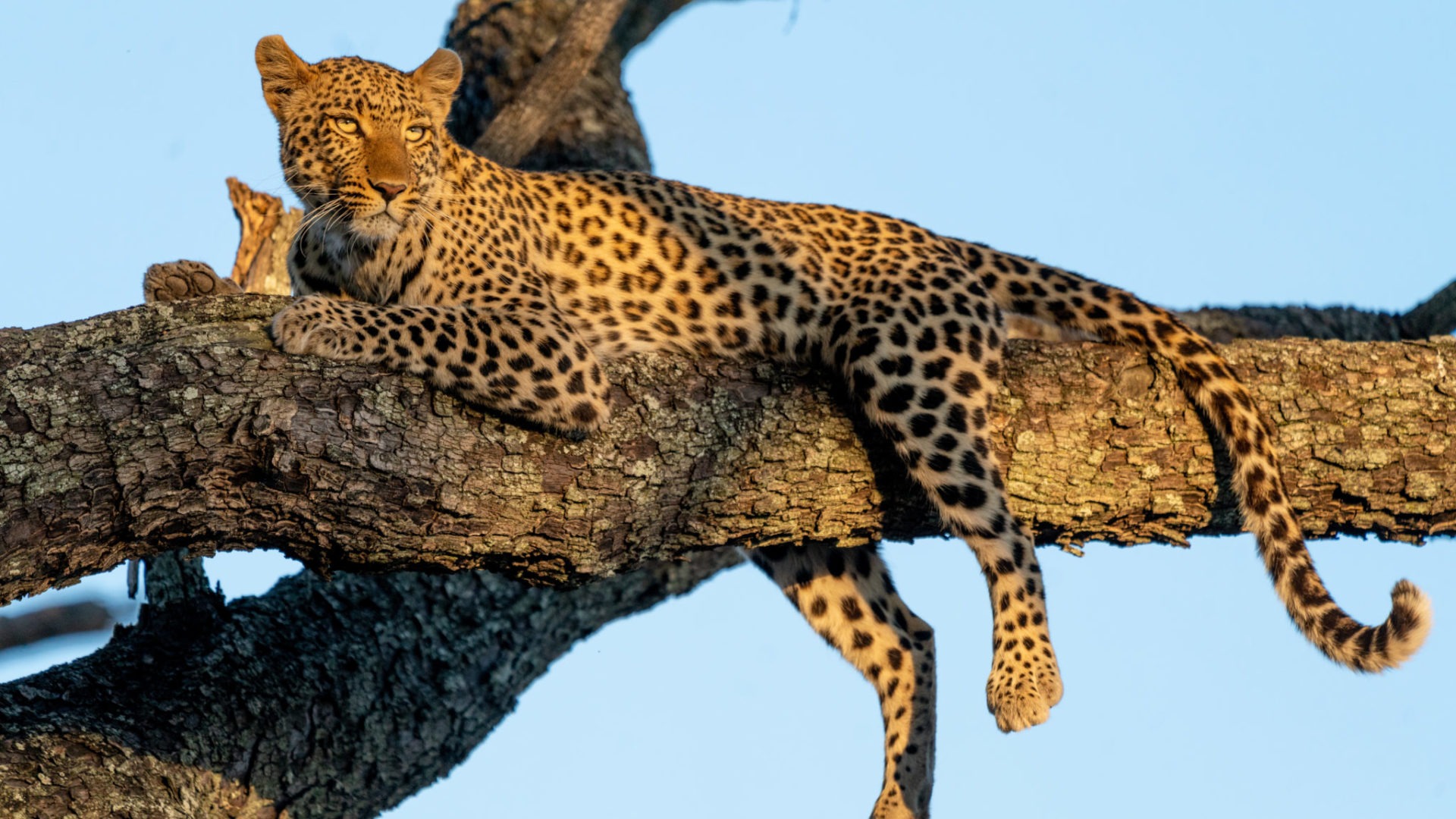 leopard moremi botswana photosafari gesa frank
