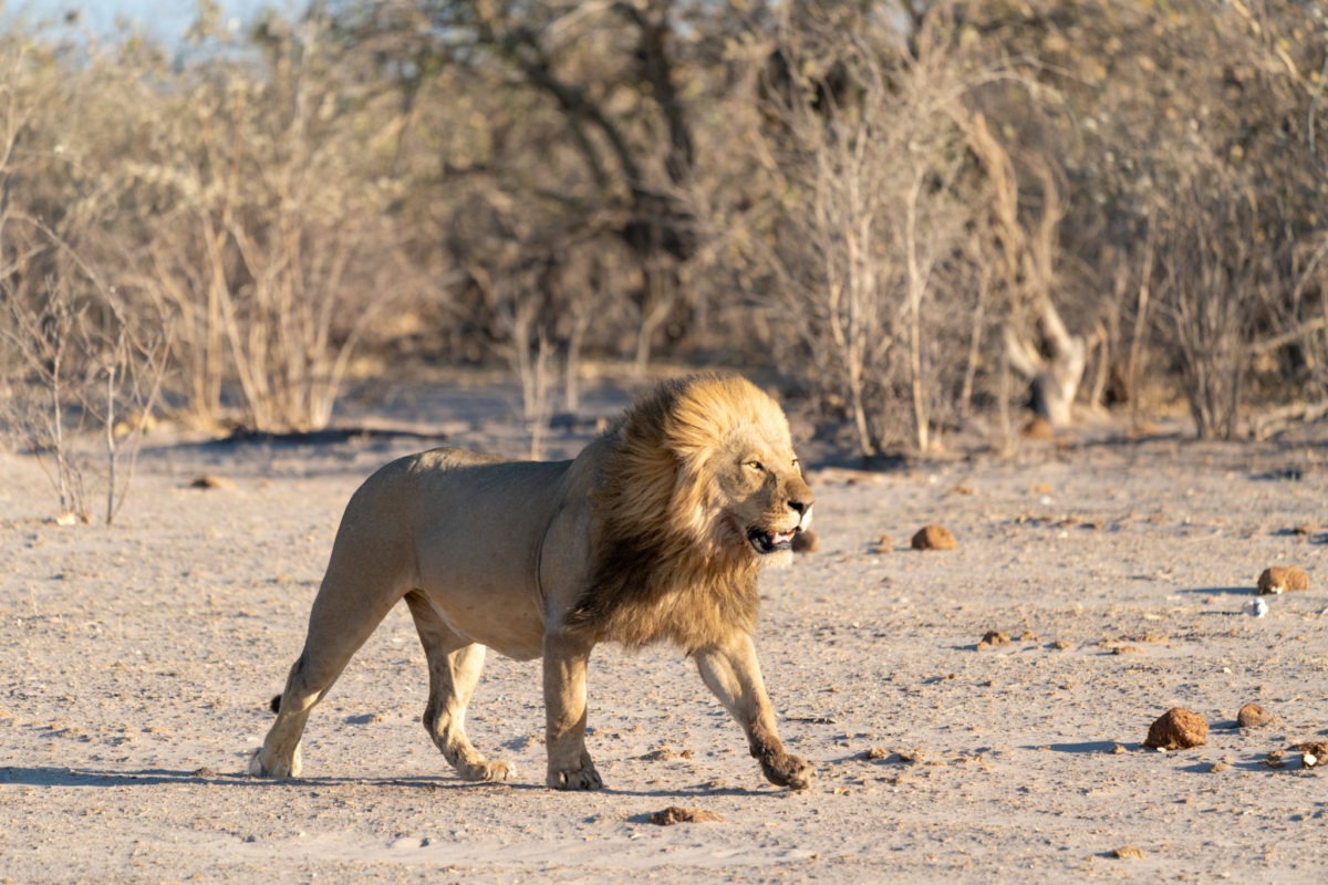 The Iconic Safari Sabi Sands Vicotria Falls Okavango SAFARI FRANK