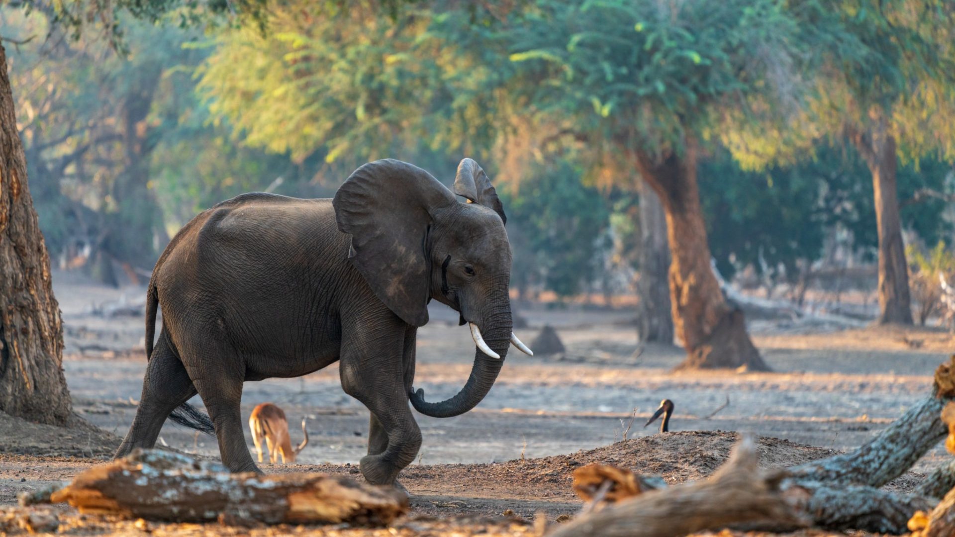 lower zambezi zambia gesa frank safari tusk and mane