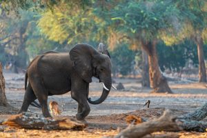 lower zambezi zambia gesa frank safari tusk and mane
