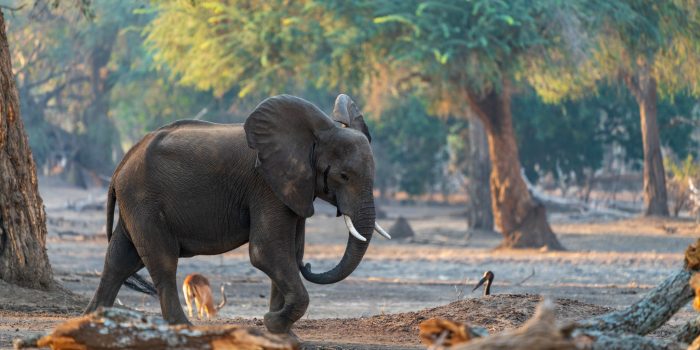 lower zambezi zambia gesa frank safari tusk and mane