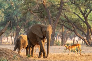 tusk and mane lower zambezi elephants