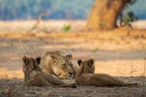 tusk and mane lower zambezi lioness cubs