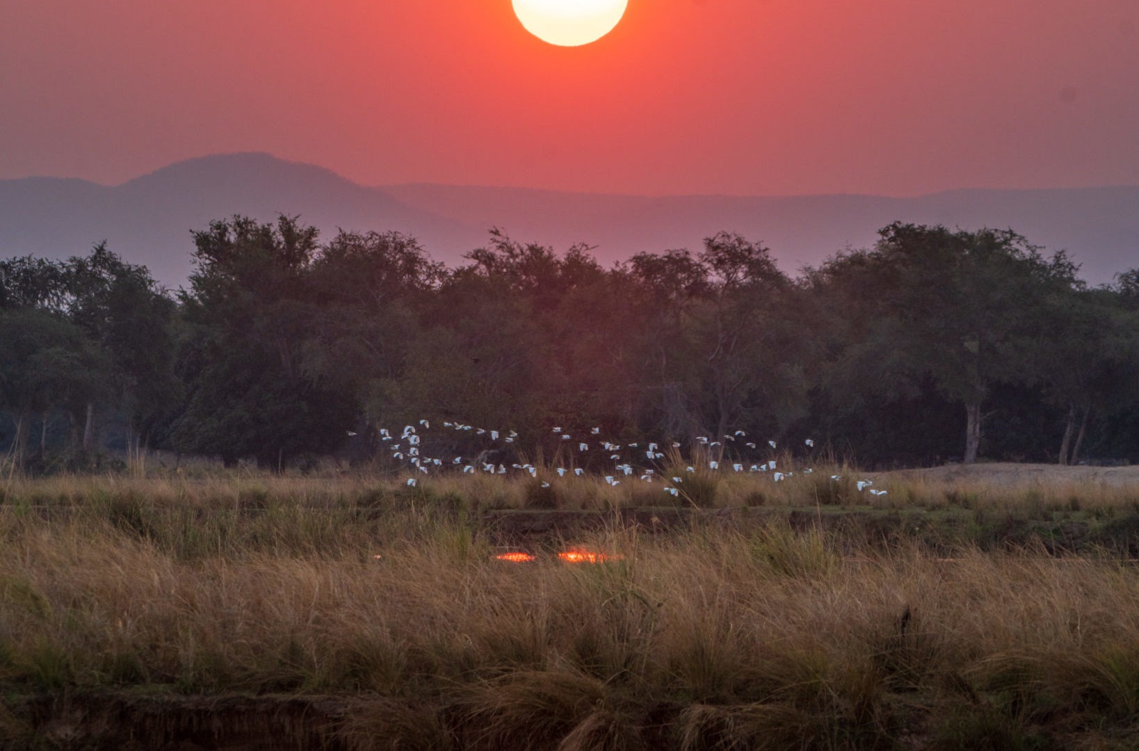 tusk and mane lower zambezi sunset