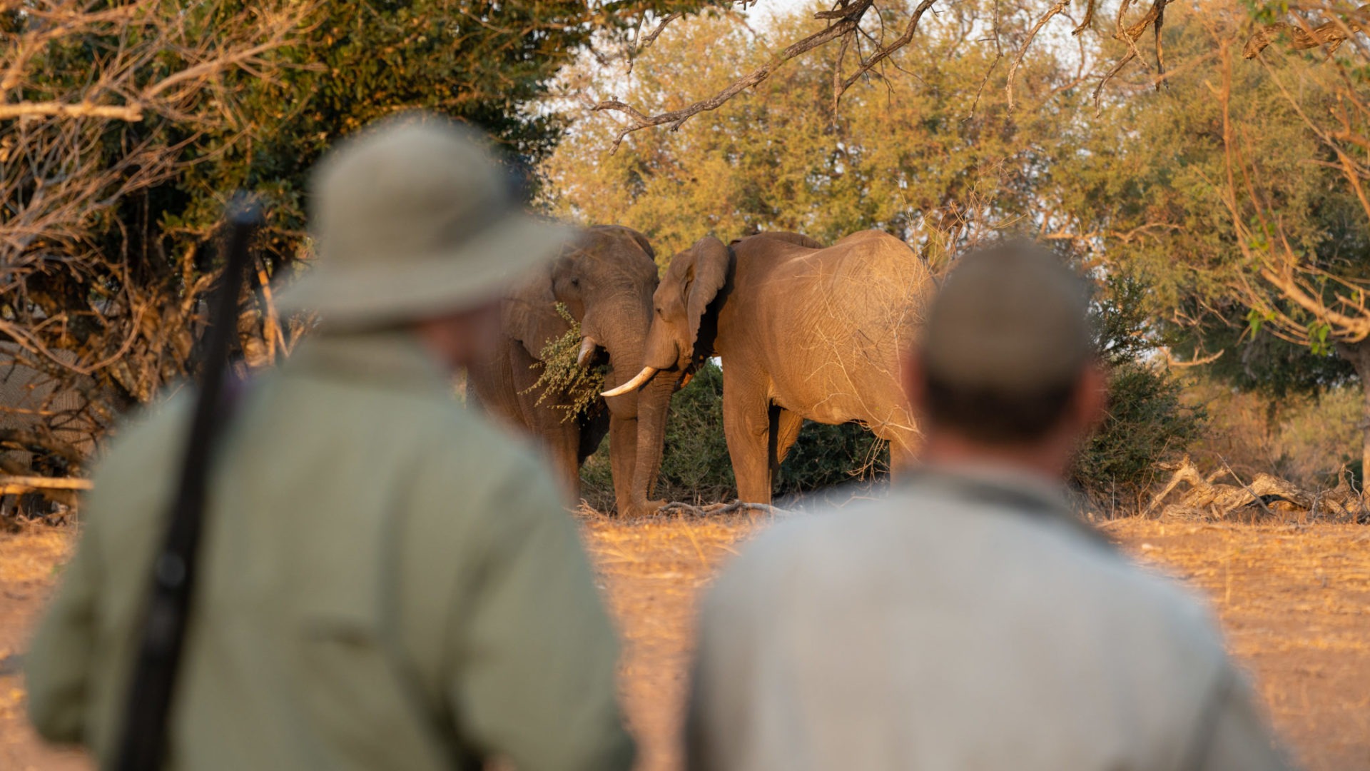 walking safari gonarezhou guests elephants zimbabwe