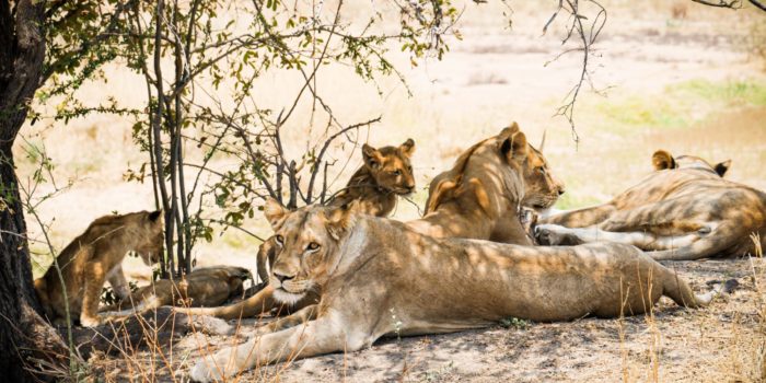 Ruaha lion pride
