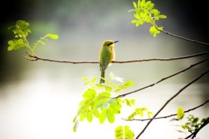 Selous bird bee-eater