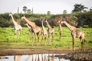 Selous giraffe water