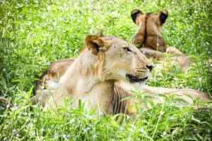 Seolus lion pride