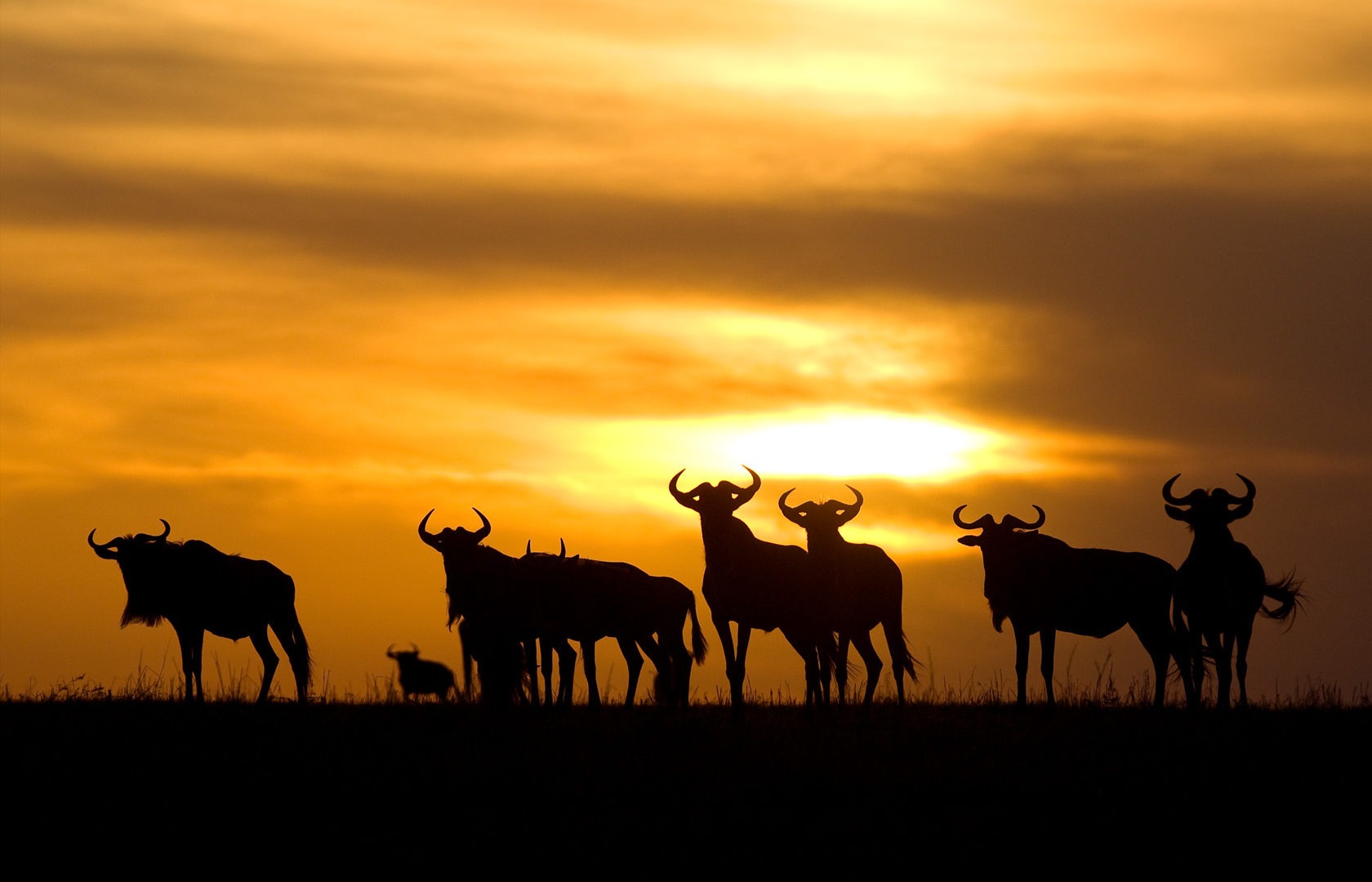 Ubuntu Migration camp sunset animals serengeti