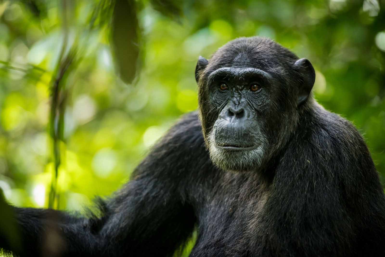 crater safari lodge uganda chimpanzee look