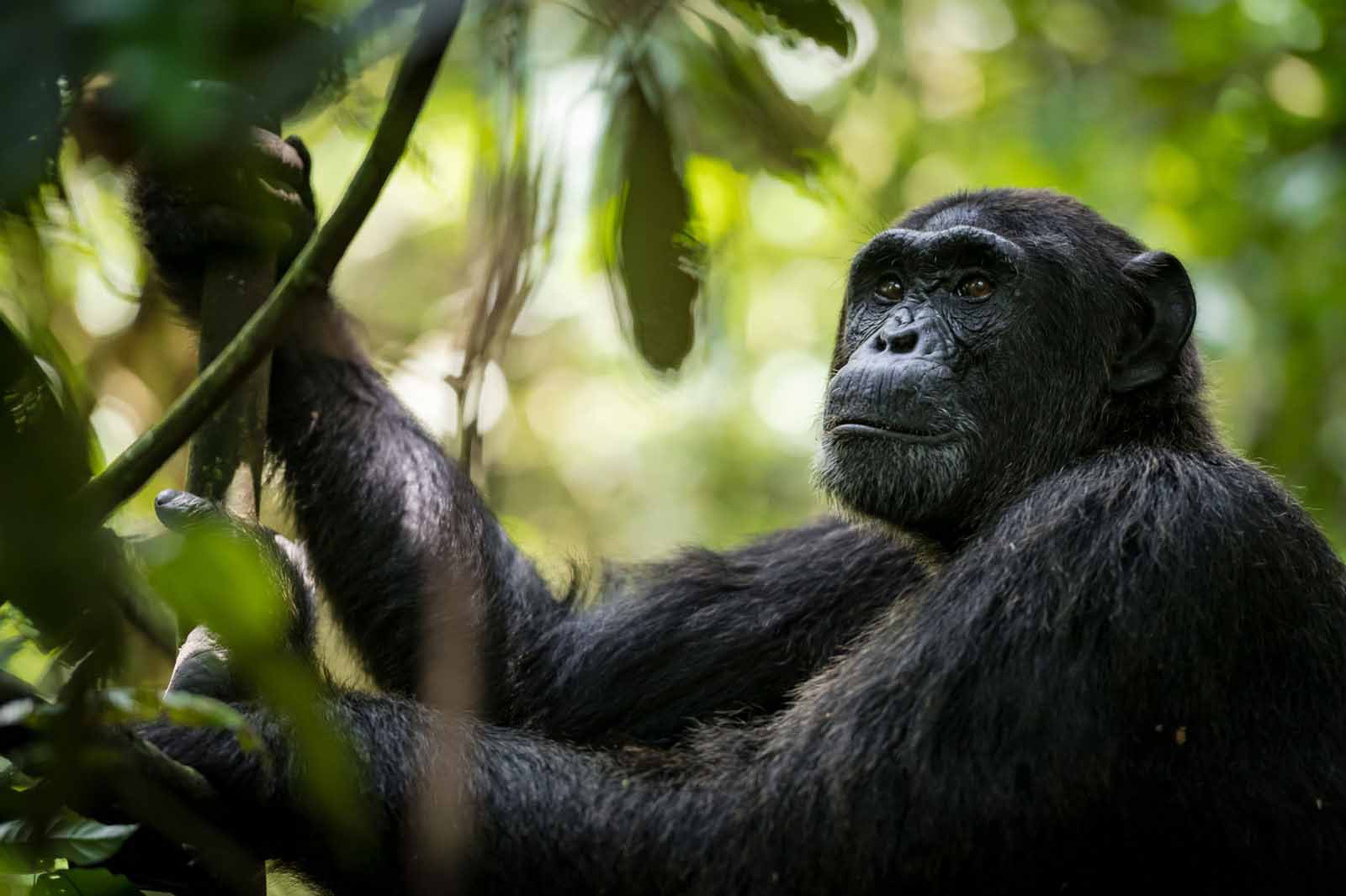 crater safari lodge uganda chimpanzee looking crater safari lodge uganda chimpanzee looking