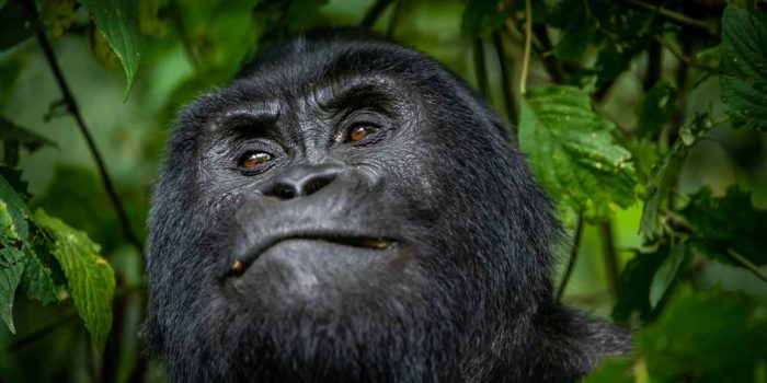 gorilla safari lodge uganda closeup