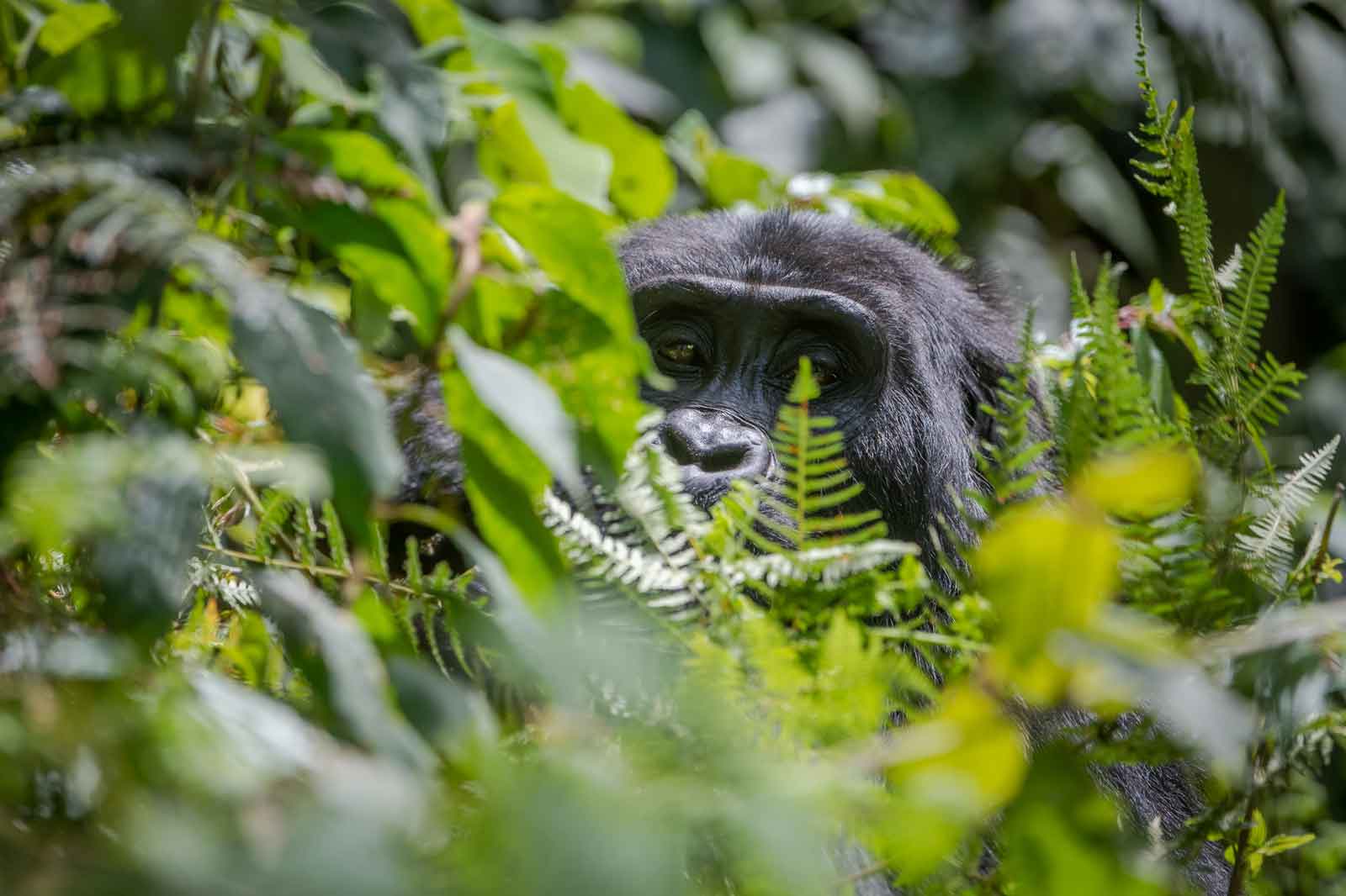 Uganda & Rwanda – 7 Night Safari | Gorilla Safaris | SafariFRANK