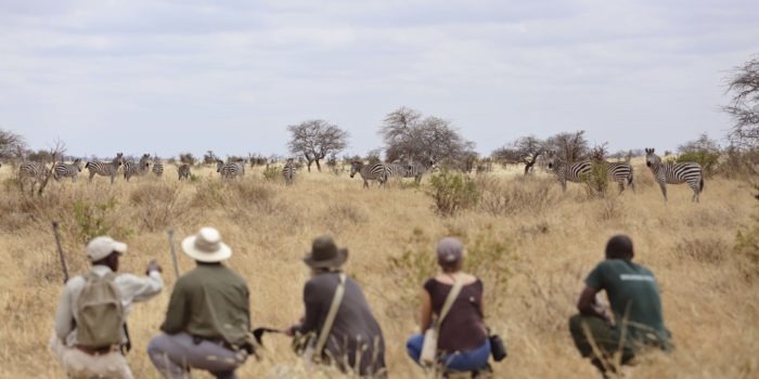 olivers camp tarangire walking safari