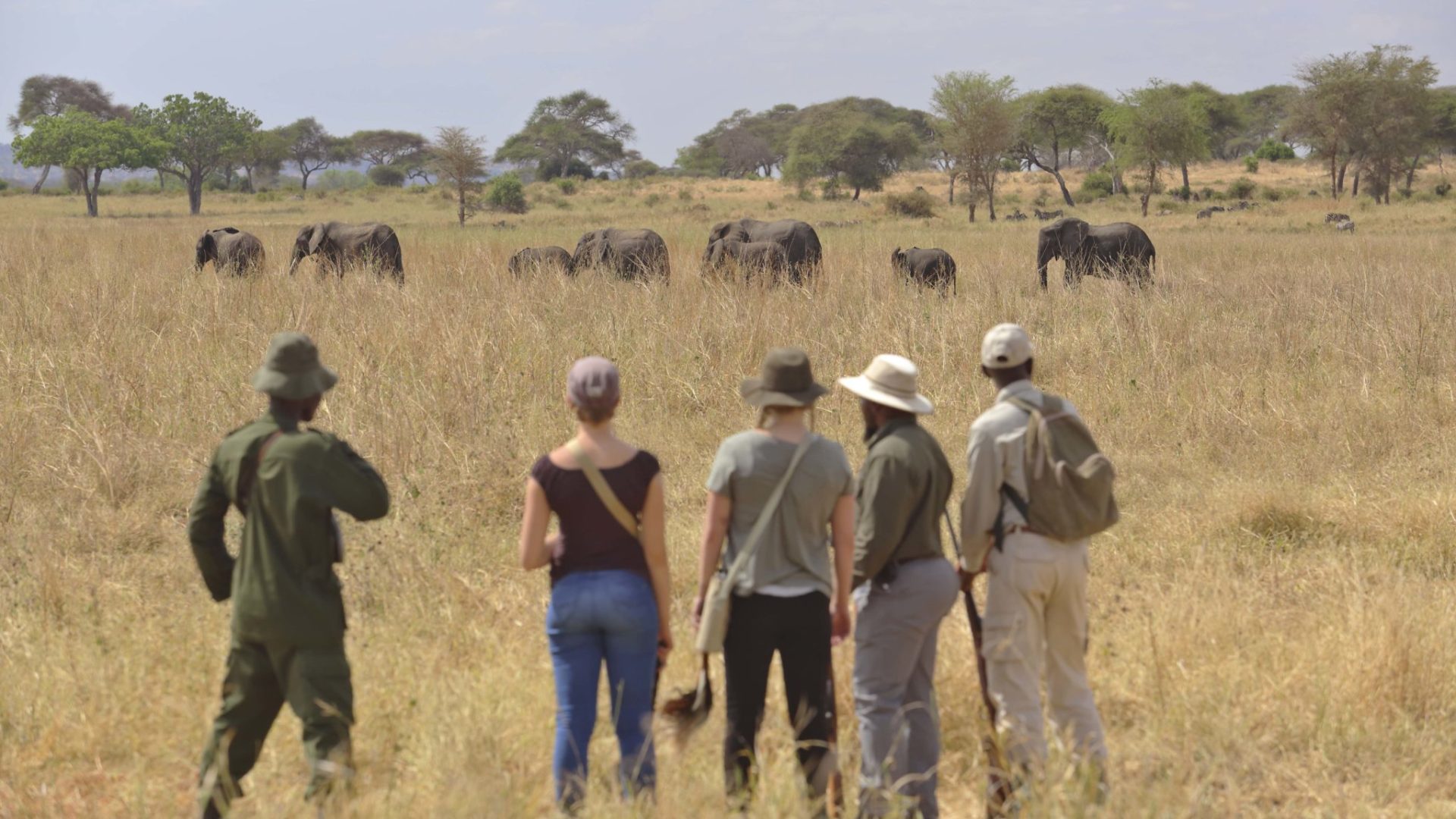 olivers camp tarangire walking safari elephants